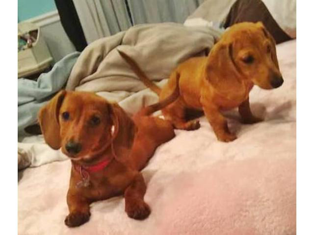 Two lovely dachshund female puppies for sale in Walterboro