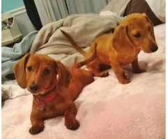 Two lovely dachshund female puppies for sale