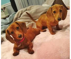 Two lovely dachshund female puppies for sale in Walterboro ...