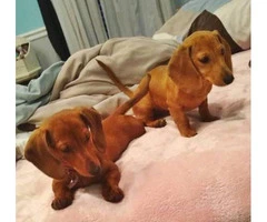 Two lovely dachshund female puppies for sale - 3