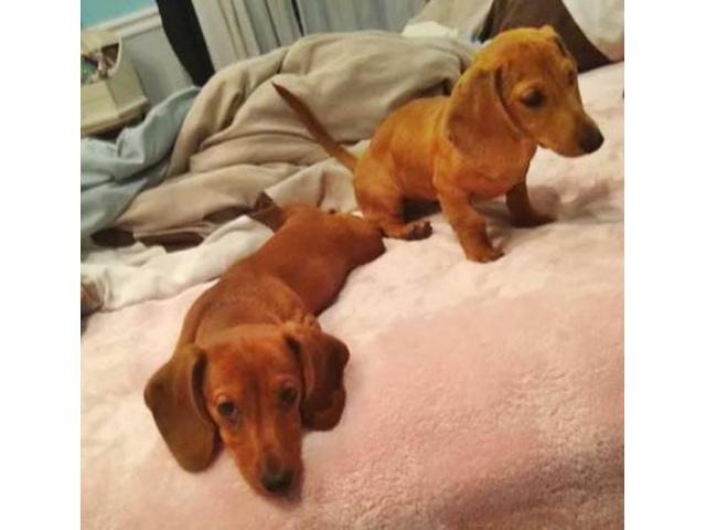 Two lovely dachshund female puppies for sale in Walterboro