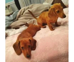 Two lovely dachshund female puppies for sale - 4