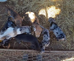 Seven playful Catahoula puppies for sale