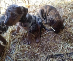 Seven playful Catahoula puppies for sale - 2