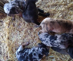 Seven playful Catahoula puppies for sale - 3