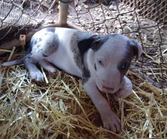 Seven playful Catahoula puppies for sale - 4