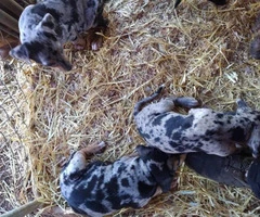 Seven playful Catahoula puppies for sale - 5