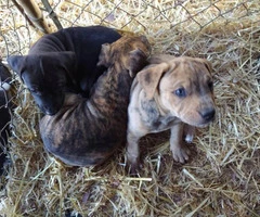 Seven playful Catahoula puppies for sale - 6