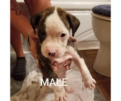8 boxer mixed puppies to rehome - 7