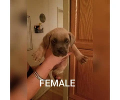 8 boxer mixed puppies to rehome - 8