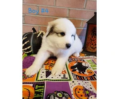 8 Great Pyrenees puppies ready to go