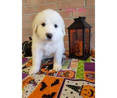 8 Great Pyrenees puppies ready to go - 2