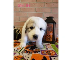8 Great Pyrenees puppies ready to go - 3