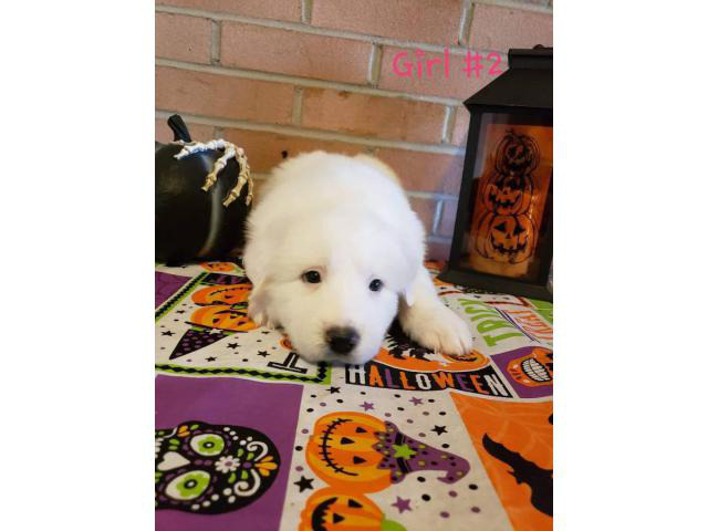 8 Great Pyrenees puppies ready to go in Cincinnati, Ohio ...