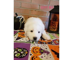 8 Great Pyrenees puppies ready to go - 4