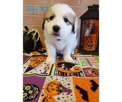 8 Great Pyrenees puppies ready to go - 5