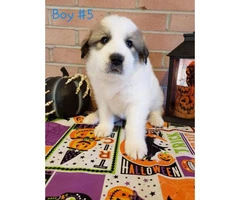 8 Great Pyrenees puppies ready to go - 7