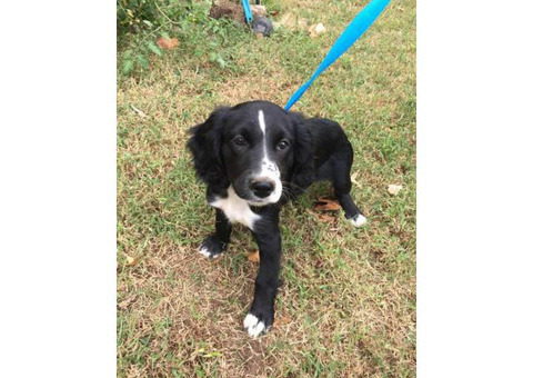 German Shepherd Dog X Poodle Sheepadoodle puppy 14 weeks old
