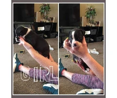 Pit Puppies Males & Females