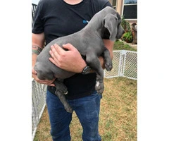 Blue Males Great Dane puppies for Sale - 2