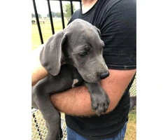 Blue Males Great Dane puppies for Sale - 3