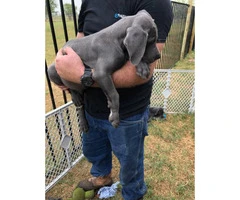 Blue Males Great Dane puppies for Sale - 4