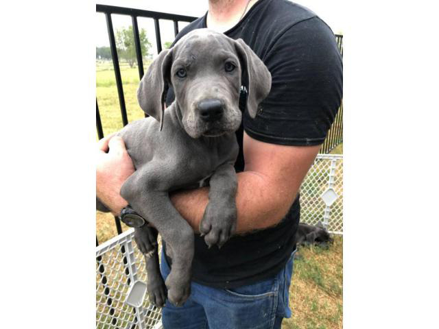 Blue Males Great Dane puppies for Sale in Sachse, Texas Puppies for