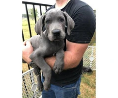 Blue Males Great Dane puppies for Sale - 5