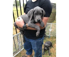 Blue Males Great Dane puppies for Sale - 6