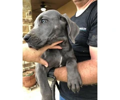 Blue Males Great Dane puppies for Sale - 7