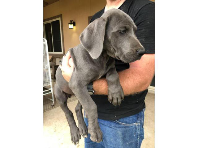 36 Top Images Blue Great Dane Puppies For Sale / Blue Great Dane Bitch For Sale | Hull, East Riding of ...