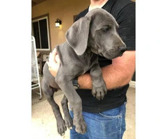 Blue Males Great Dane puppies for Sale - 8