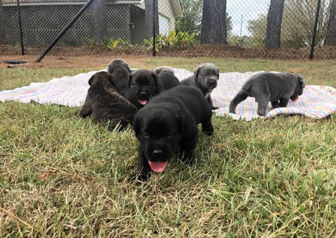 ICCF & AKC Cane Corso Puppies for Sale