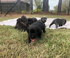 ICCF & AKC Cane Corso Puppies for Sale