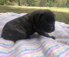 ICCF & AKC Cane Corso Puppies for Sale - 2
