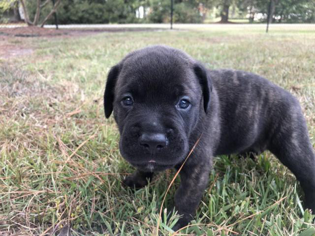 ICCF & AKC Cane Corso Puppies for Sale in Rocky Mount