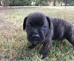 ICCF & AKC Cane Corso Puppies for Sale - 3