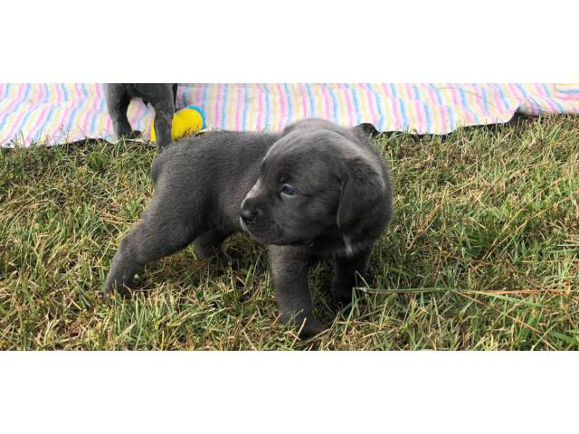 ICCF & AKC Cane Corso Puppies for Sale in Rocky Mount ...