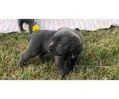ICCF & AKC Cane Corso Puppies for Sale - 4