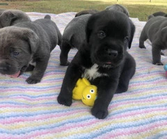 ICCF & AKC Cane Corso Puppies for Sale - 5
