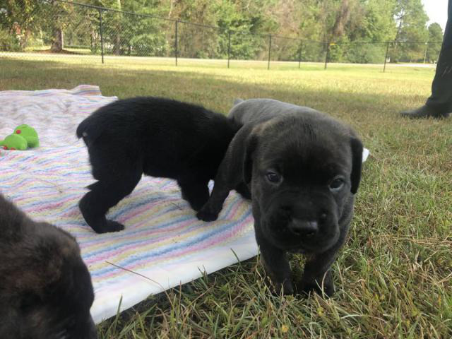 ICCF & AKC Cane Corso Puppies for Sale in Rocky Mount