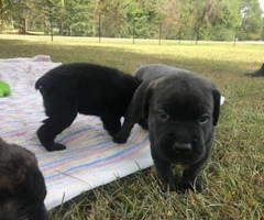 ICCF & AKC Cane Corso Puppies for Sale - 6