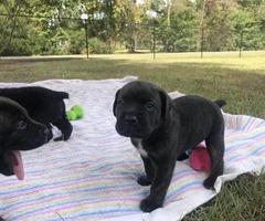 ICCF & AKC Cane Corso Puppies for Sale - 7