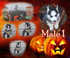 Six AKC Siberian Husky puppies for Sale - 3