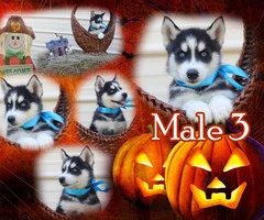Six AKC Siberian Husky puppies for Sale - 5