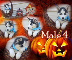 Six AKC Siberian Husky puppies for Sale - 6