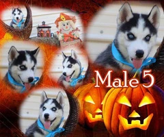 Six AKC Siberian Husky puppies for Sale - 7