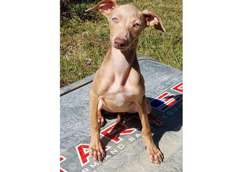 4 months old Italian Greyhound puppies