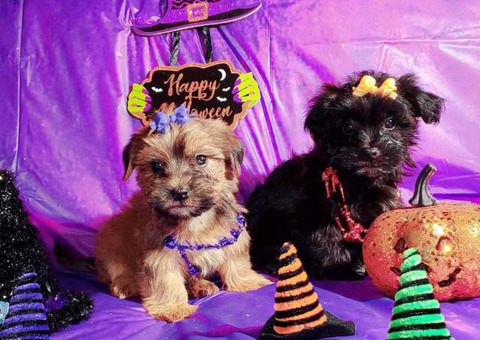 Little morkies (Maltese / Yorkies) puppies for sale