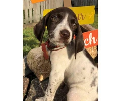 Female German pointer puppy for adoption - 2